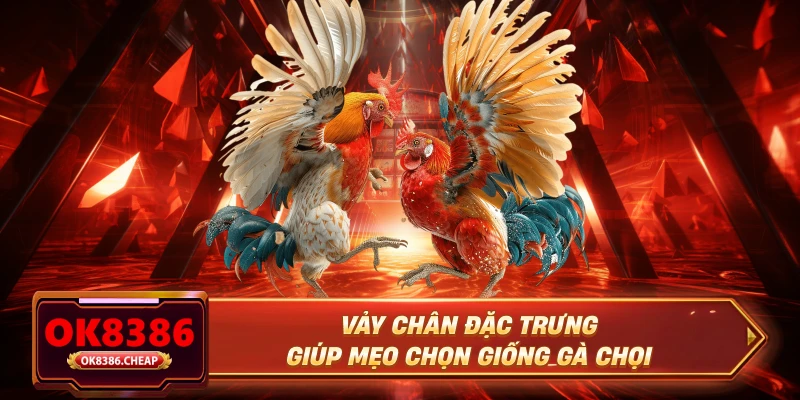 Vảy chân đặc trưng giúp mẹo chọn giống gà chọi
